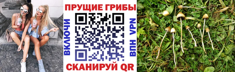 кракен сайт Неман Псилоцибиновые грибы мицелий